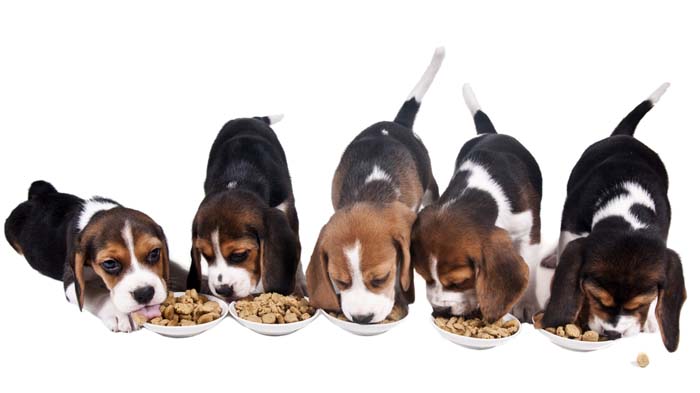 Freeze Dried Dog Food - Types of Dog Food
