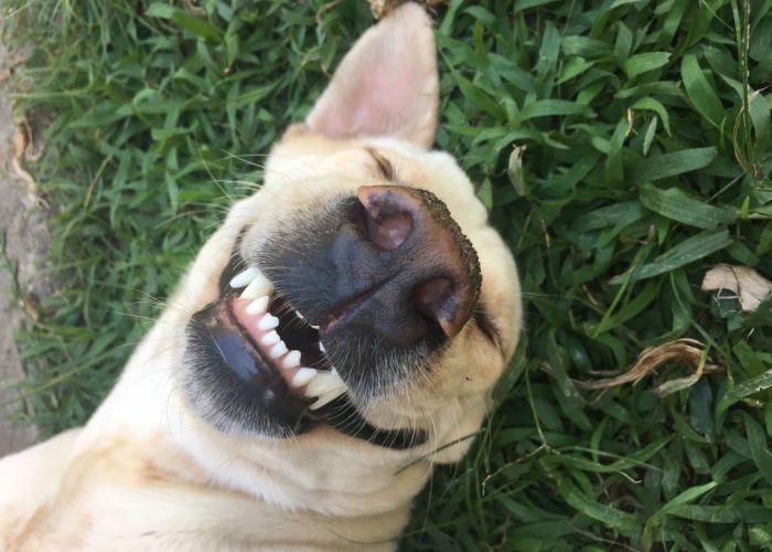 why do dogs roll in the grass - dog smiling with teeth out while laying in grass