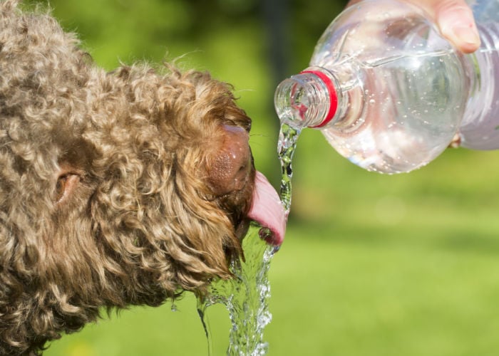 giving water to dog to prevent heatstroke