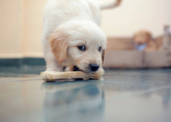Golden Retriever Puppy Chewing Bone