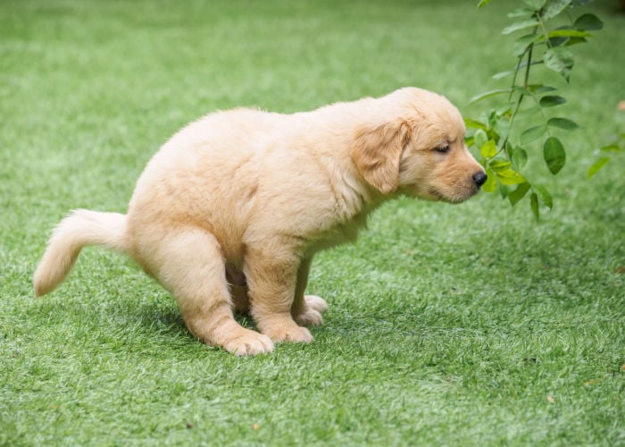 golden retriever puppy pooping