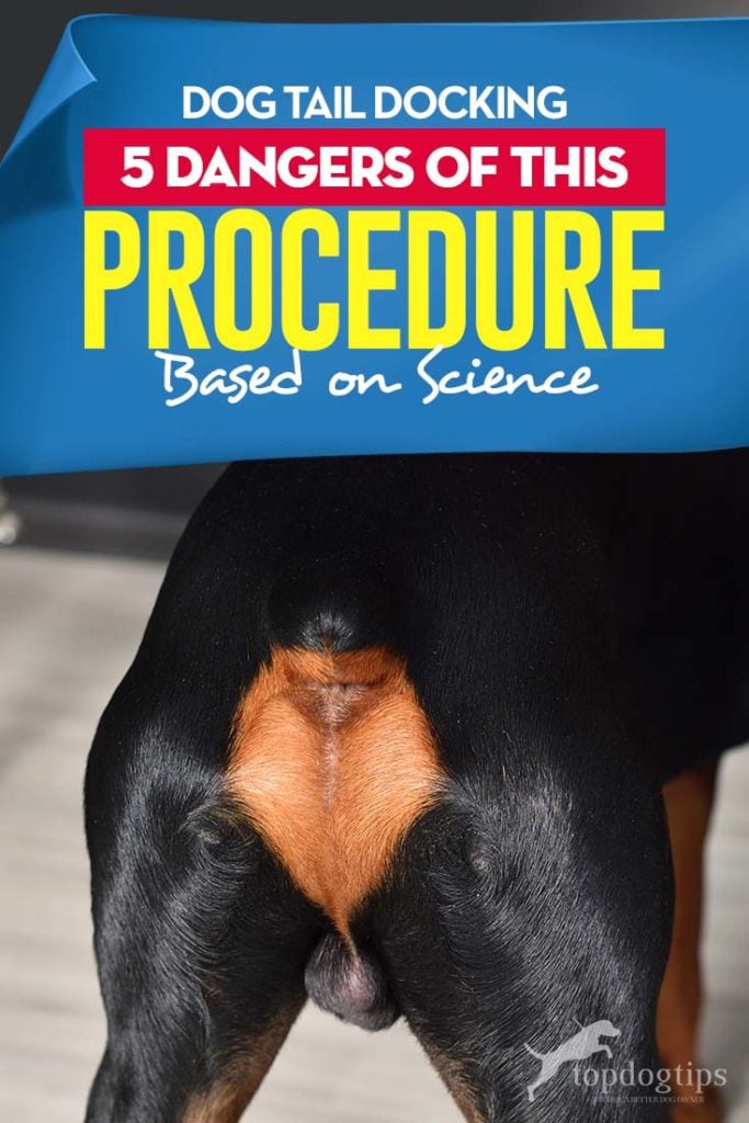 Guide on Dog Tail Docking 5 Dangers of This Procedure (Based on Science)
