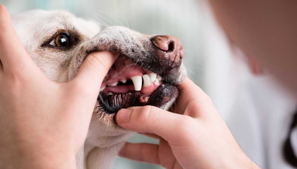 Gum Infection in Dogs