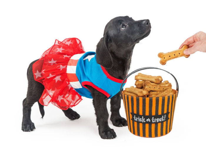 Halloween-themed dog treats