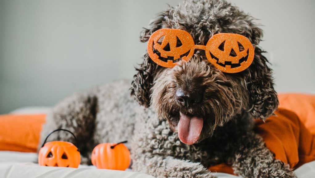 Halloween Toys For Dogs