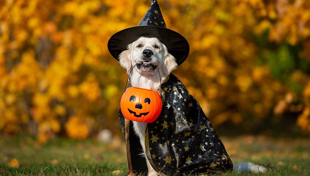 Halloween treats for dogs Featured Image