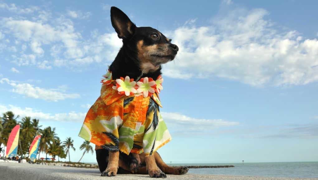 Hawaii Pet Stores, Dog Parks, Shelters and More