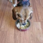 Homemade Low-Carb Dog Food