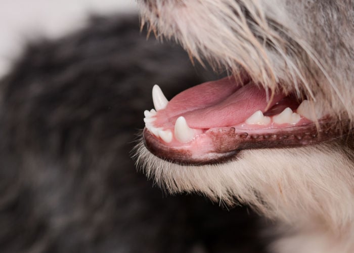 healthy gums in dogs