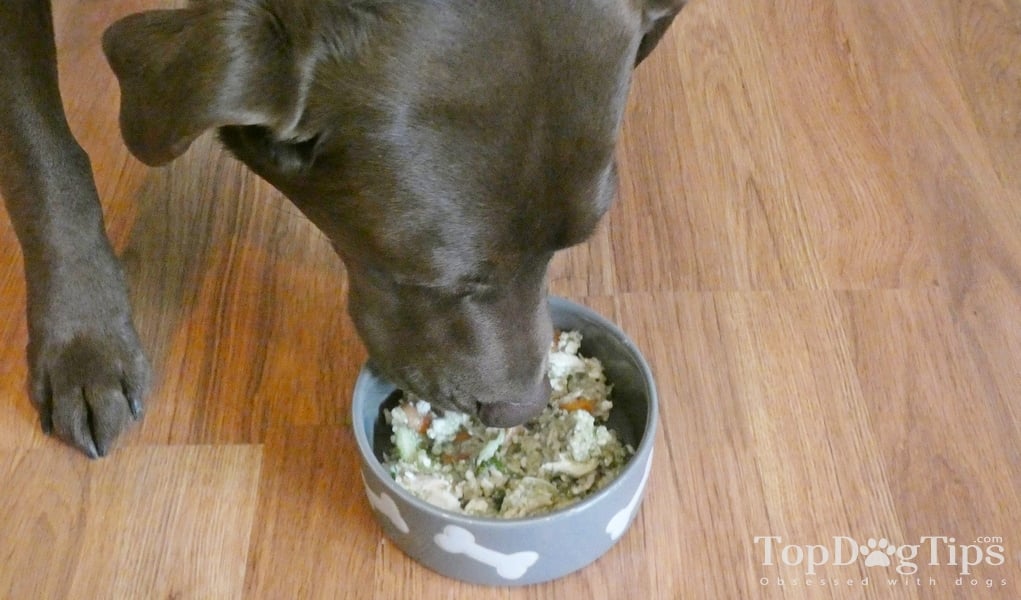 3 Things to Know Before Switching to Homemade Dog Food Diet