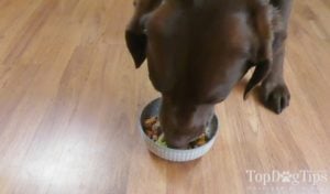 Homemade Dog Food for IBD, IBS and Colitis