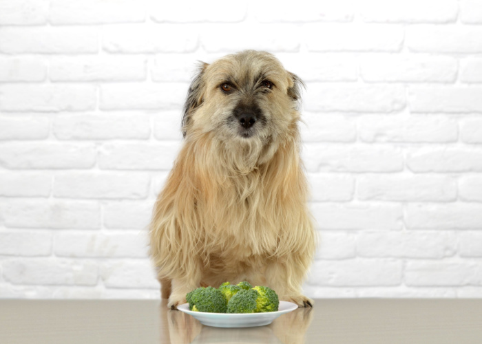 how much broccoli can a dog eat