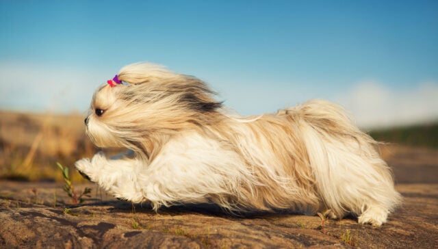 how much exercise does a shih tzu need