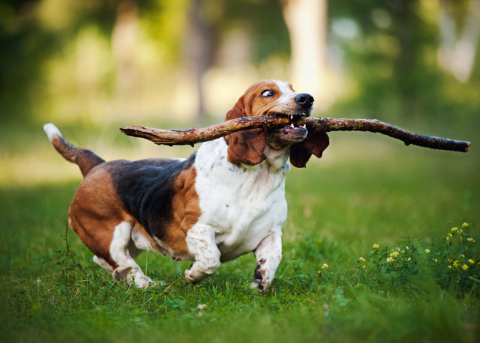 how much is a basset hound