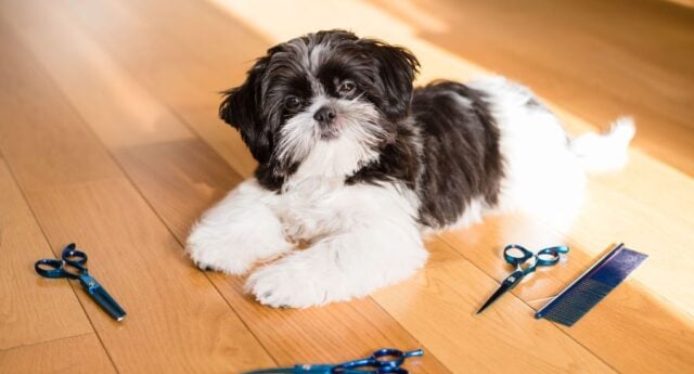 How To Groom a Shih Tzu At Home Featured Image