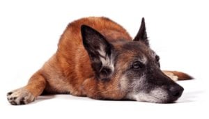 How To Keep Senior Dogs Healthy