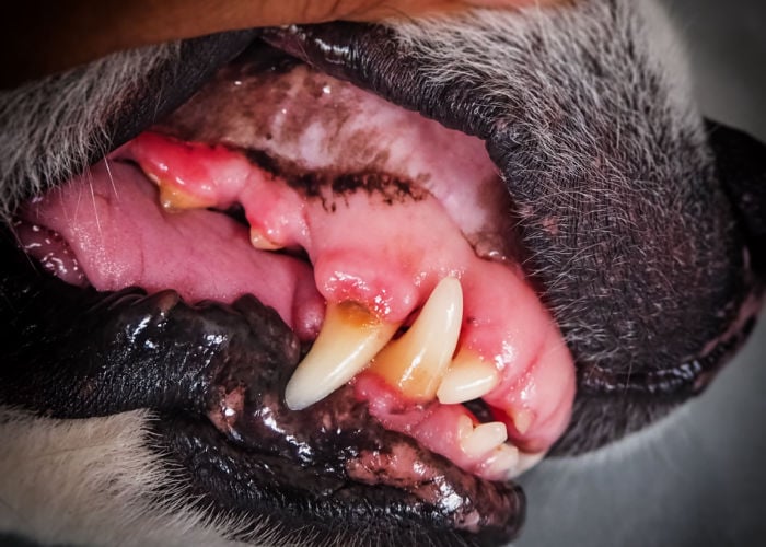 how to prevent gum disease in dogs