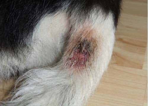how to treat hot spots on dogs