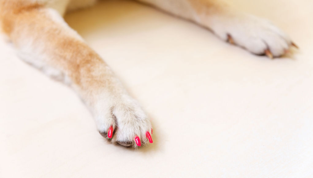 human nail polish on dogs is never a good idea