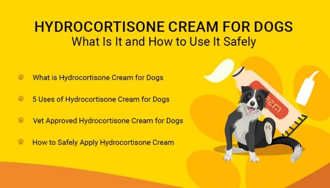 Hydrocortisone Cream for Dogs- What Is It and How to Use It Safely