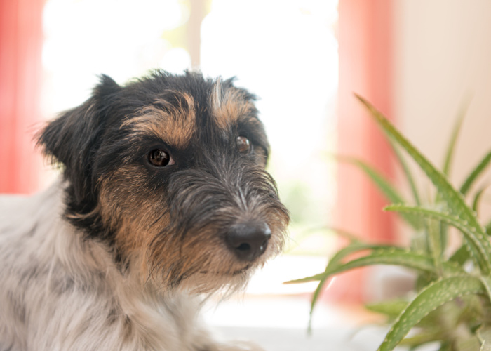 Is Aloe Vera safe for dogs