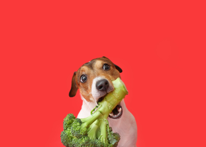 is broccoli bad for dogs