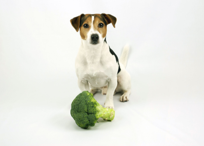 is broccoli good for dogs