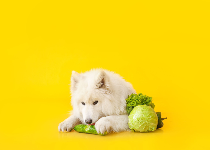 Is Cabbage Safe For Dogs