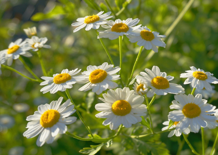 is chamomile bad for dogs