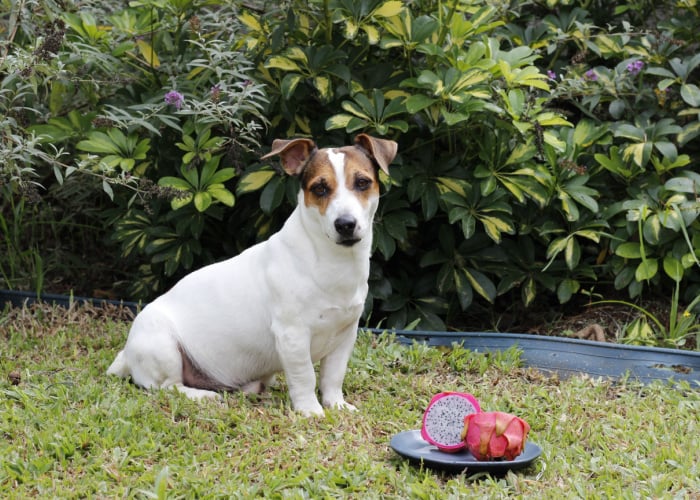 Is Dragon Fruit Safe For Dogs?