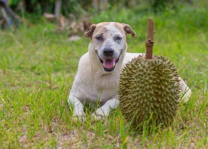 is durian safe for dogs