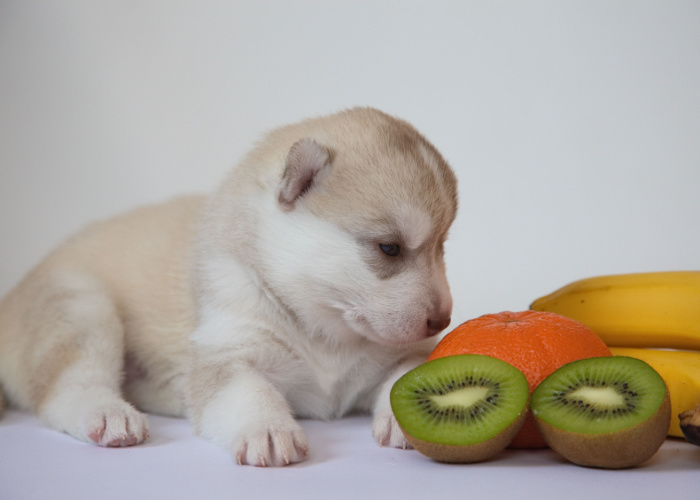 Is Kiwi Safe for Dogs