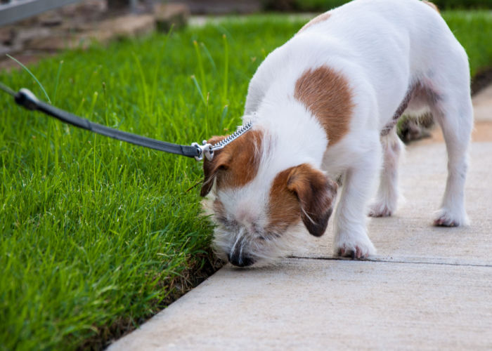 Jack-Russel-Terrier-Sih-tzu-Mix-sniffing-grass