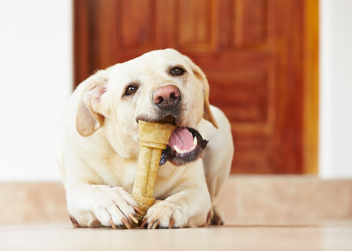 Labrador Retriever Chewing Bone