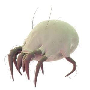 Medically accurate illustration of a common dust mite