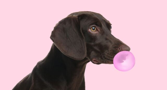 My Dog Ate Gum Featured Image