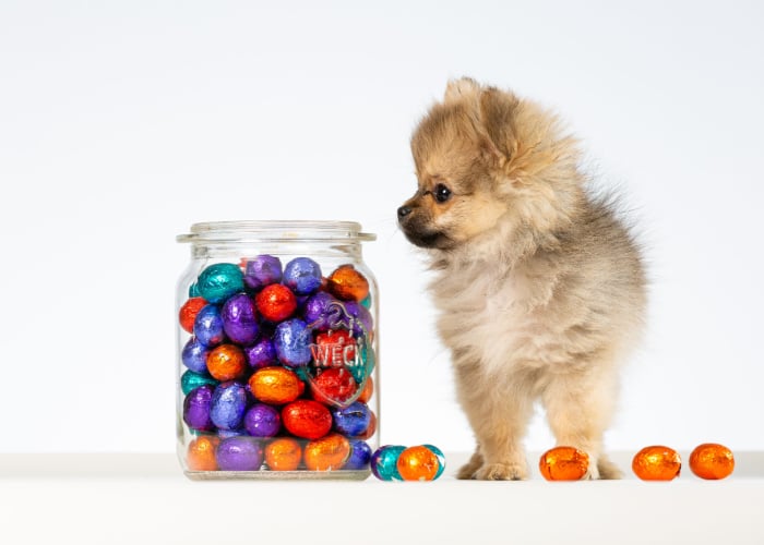 My dog ate gum - dog looking at a jar of sweets