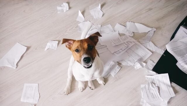 My Dog Ate Paper Featured Image