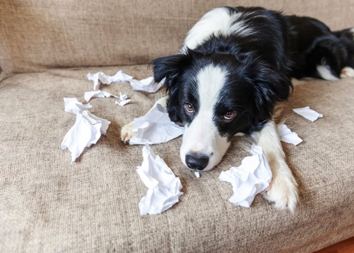 My Dog Ate Paper Risk Intestinal Blockage