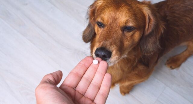 My Dog Ate Paracetamol Featured Image