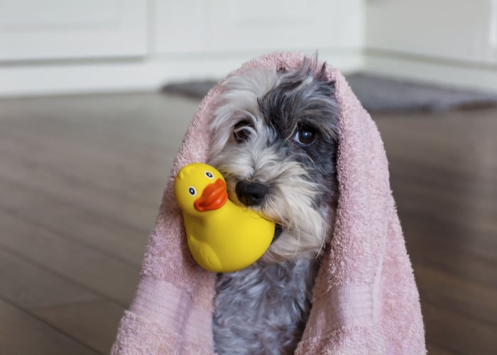 Dog with Rubber Duck Toy