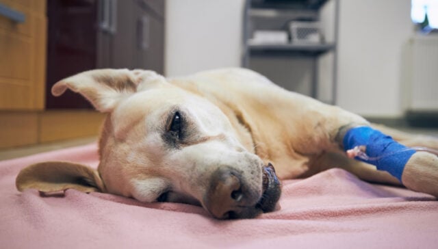 myeloma (bone marrow cancer) in dogs