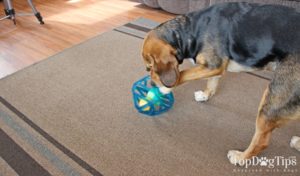 Outward Hound Puzzle Cube