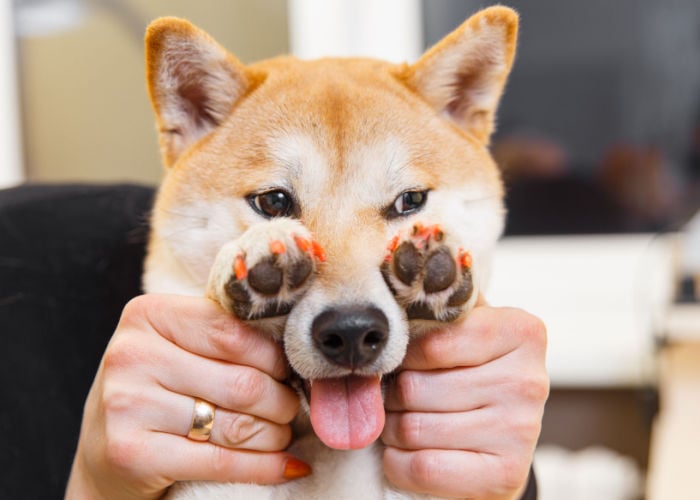 painting human nail polish on dog