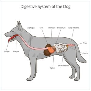 What is Pancreatitis in Dogs?