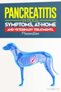 Pancreatitis in Dogs Guide