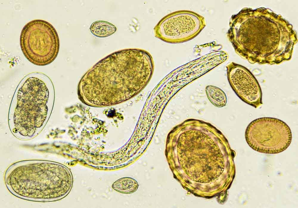 parasitic worms in fecal test for dogs