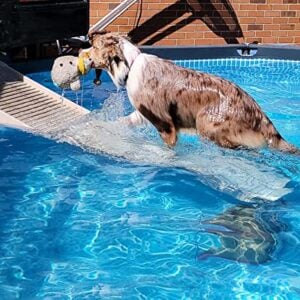 Dog Ramp for Pools by Petstep 