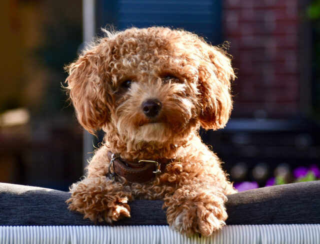 Poochon dog breed featured image