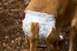 Potty Troubles in senior dogs